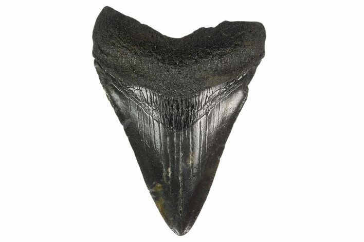 Fossil Megalodon Tooth - South Carolina #130795